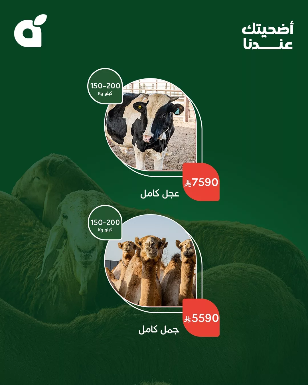عروض بنده علي أضاحي العيد من أجود الأنواع و أفضل الاسعار 4 499870210 1100267258802852 4435569464354557249 n - عروض بنده علي أضاحي العيد من أجود الأنواع و أفضل الاسعار