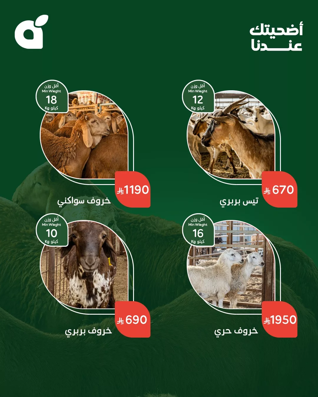 عروض بنده علي أضاحي العيد من أجود الأنواع و أفضل الاسعار 2 499933087 1100267252136186 7323624100568407330 n - عروض بنده علي أضاحي العيد من أجود الأنواع و أفضل الاسعار