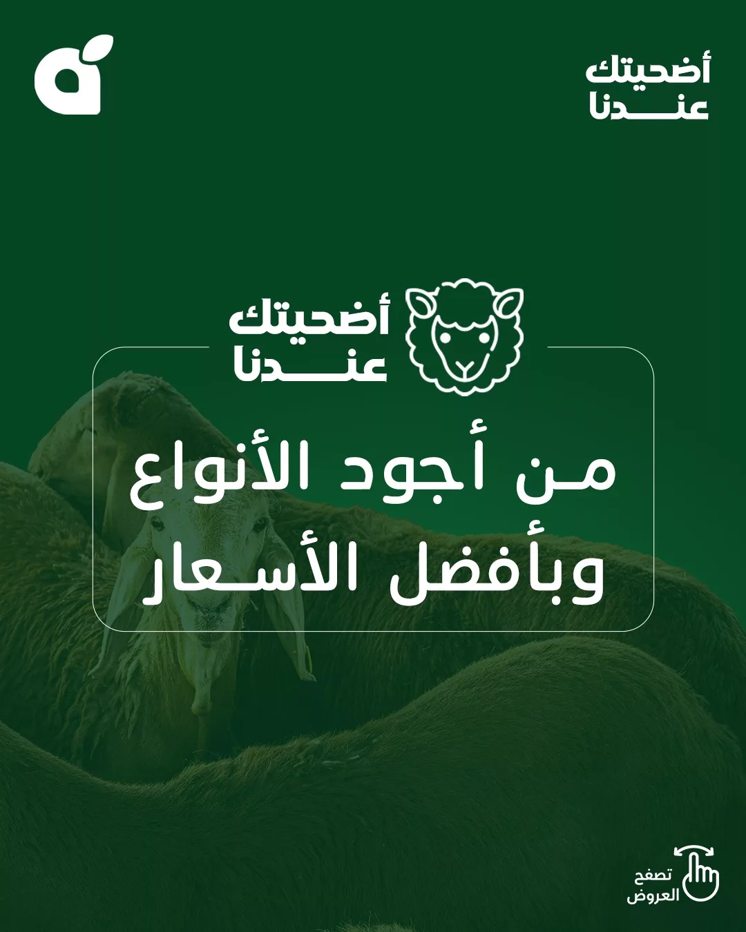 عروض بنده علي أضاحي العيد من أجود الأنواع و أفضل الاسعار 1 500040174 1100267248802853 533039741015168288 n - عروض بنده علي أضاحي العيد من أجود الأنواع و أفضل الاسعار