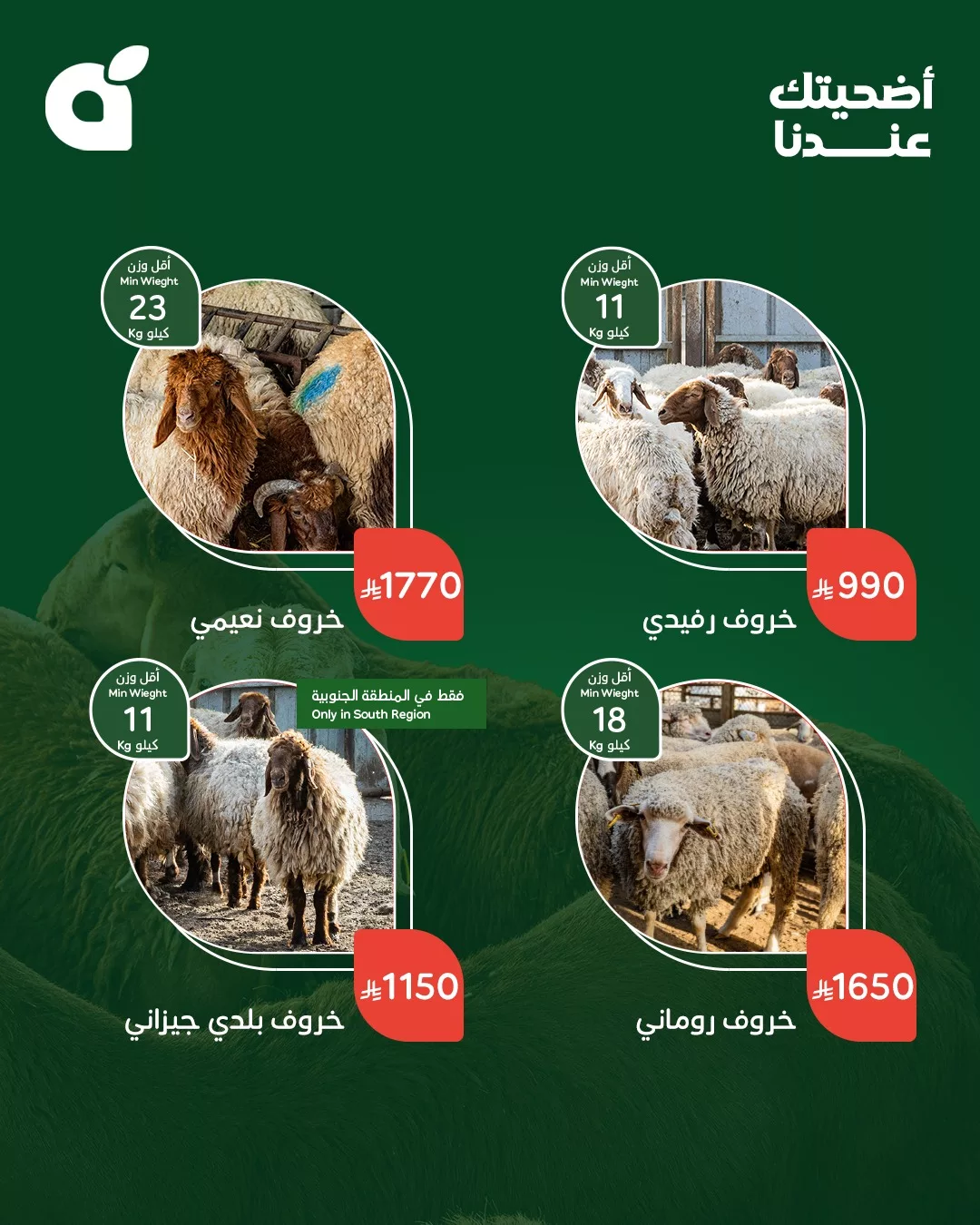 عروض بنده علي أضاحي العيد من أجود الأنواع و أفضل الاسعار 3 500356550 1100267255469519 4460819979749851410 n - عروض بنده علي أضاحي العيد من أجود الأنواع و أفضل الاسعار