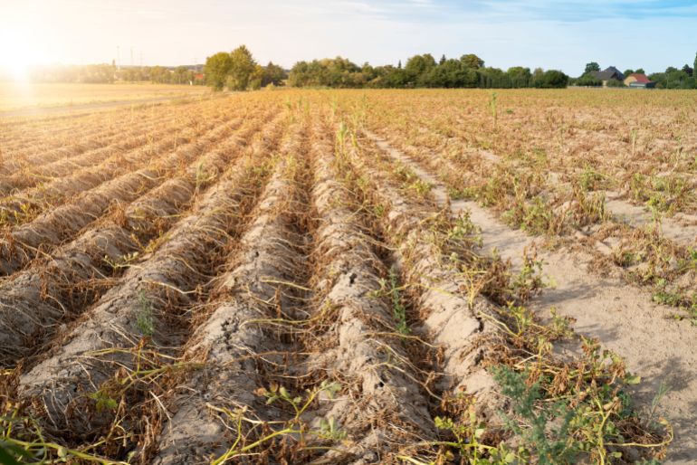 Agriculture in Germany. In the hot summer, the dryness destroys the cultivated plants. The plants are ...