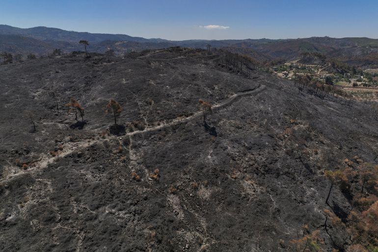 Scorched trees and charred earth following a wildfire that swept through a forested area in the town of Rabia, in Syria's Latakia countryside, Saturday, July 12, 2025. (AP Photo/Ghaith Alsayed)